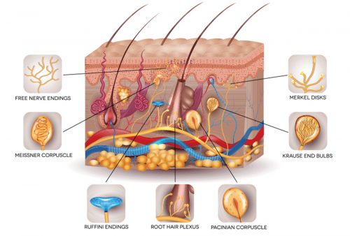Sensory-Receptor-Skin